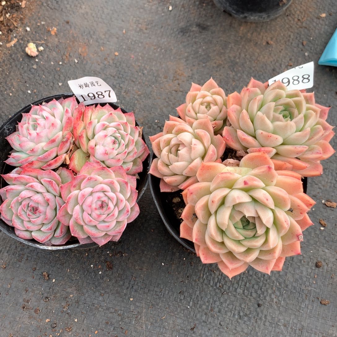 云*1987-1988瑕疵不售后2颗