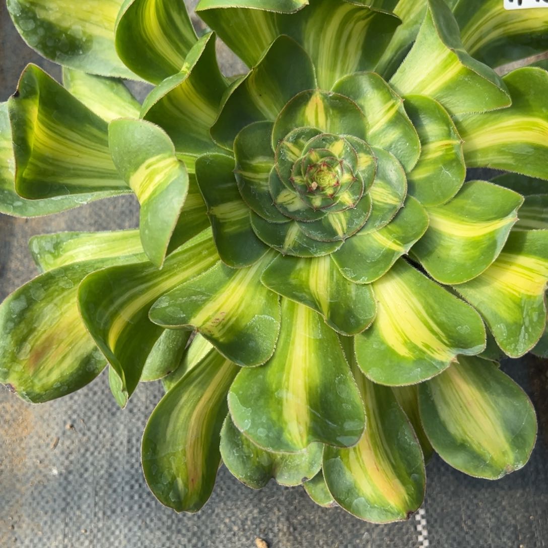 180暴君多肉植物一