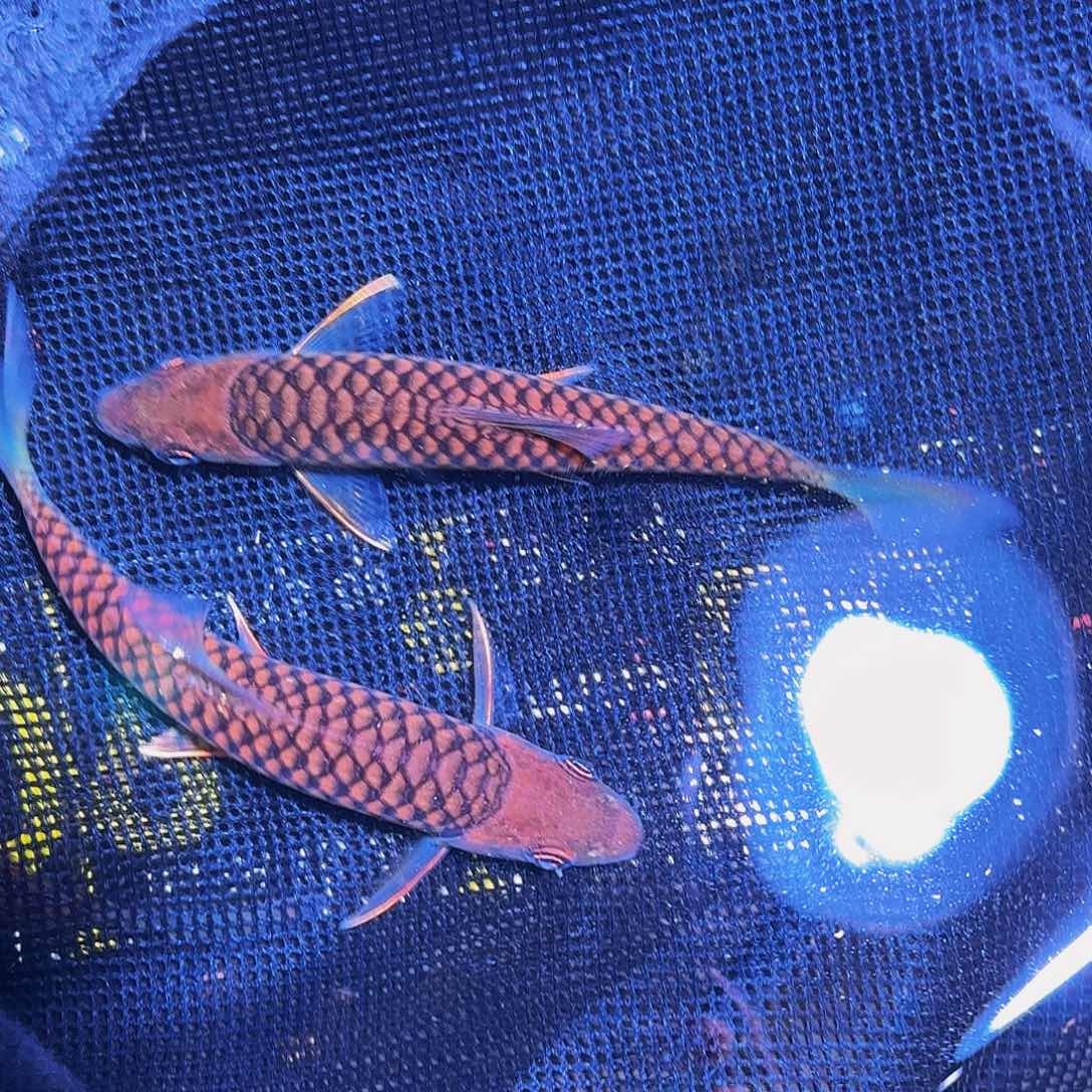 吉罗鱼马来西亚巴拉