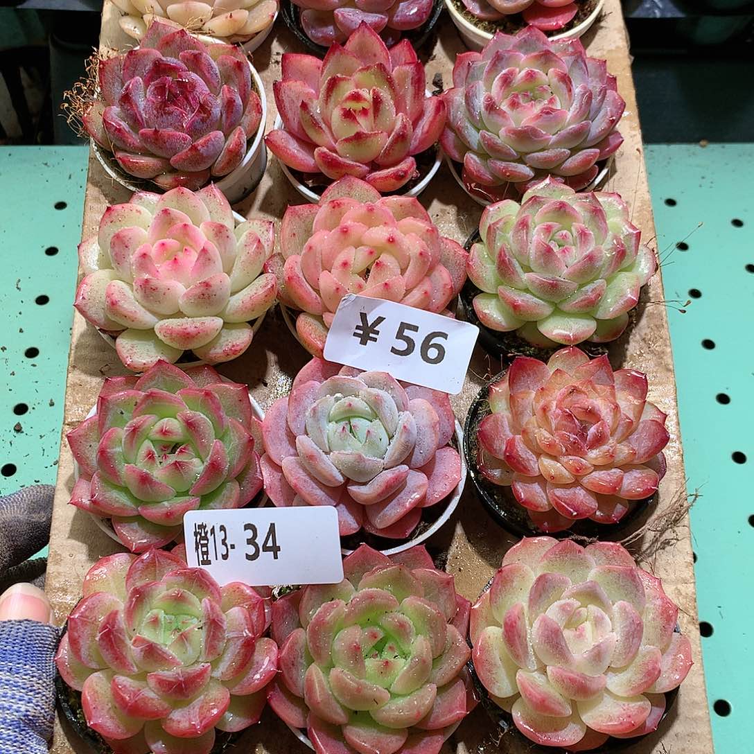 13-34一物一拍带盆18颗。