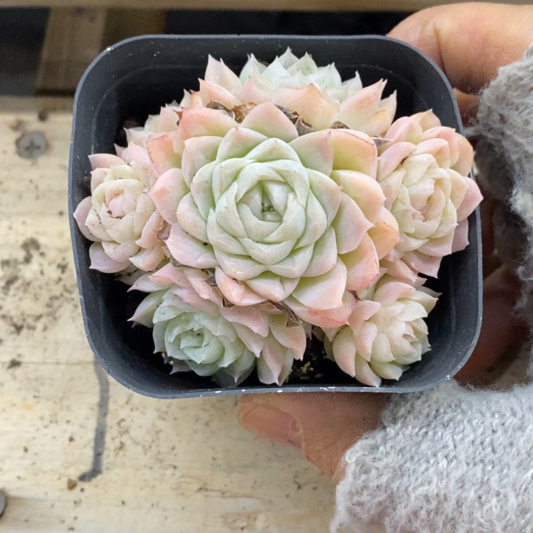 精品多肉一物一拍不包整