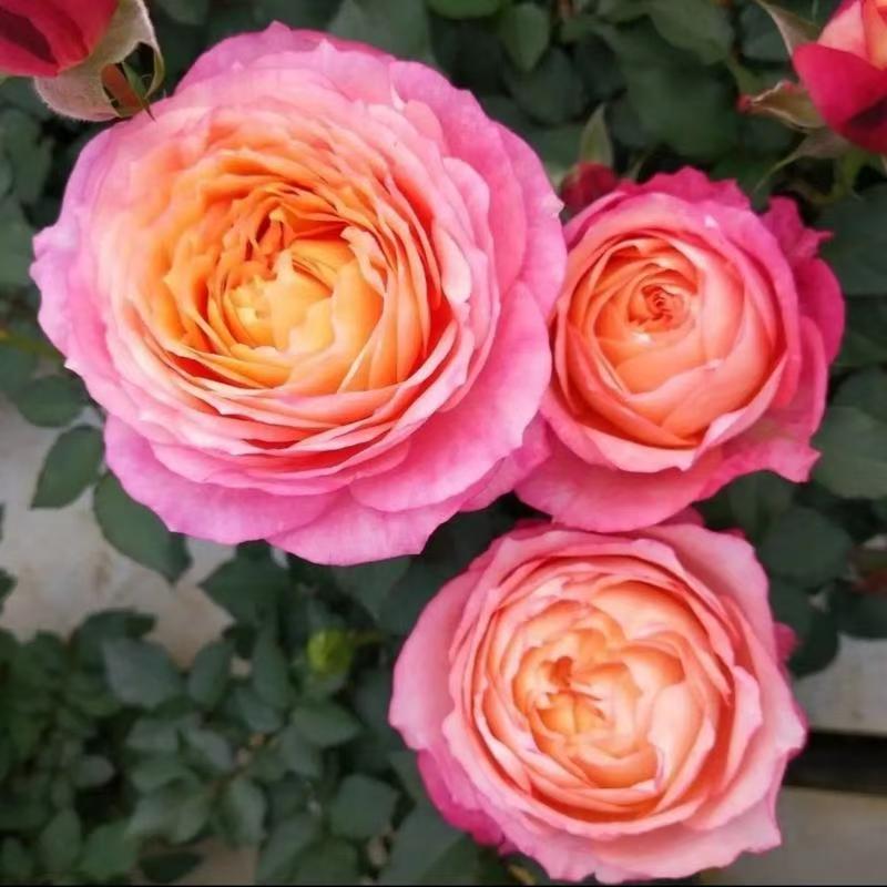 【大花美人】月季花（带1.5加仑白色菱形盆）发货 原盆原土 基地直发