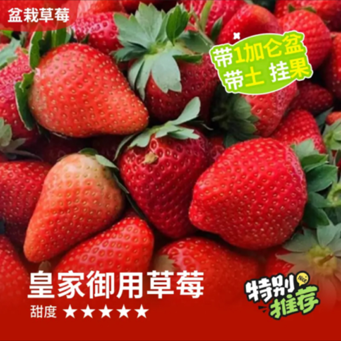 皇家御用，枥乙女草莓盆栽，原盆原土带果发货