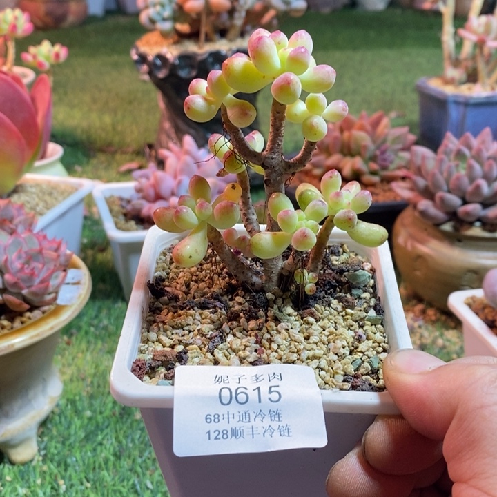 0615啊啊啊啊啊啊啊啊