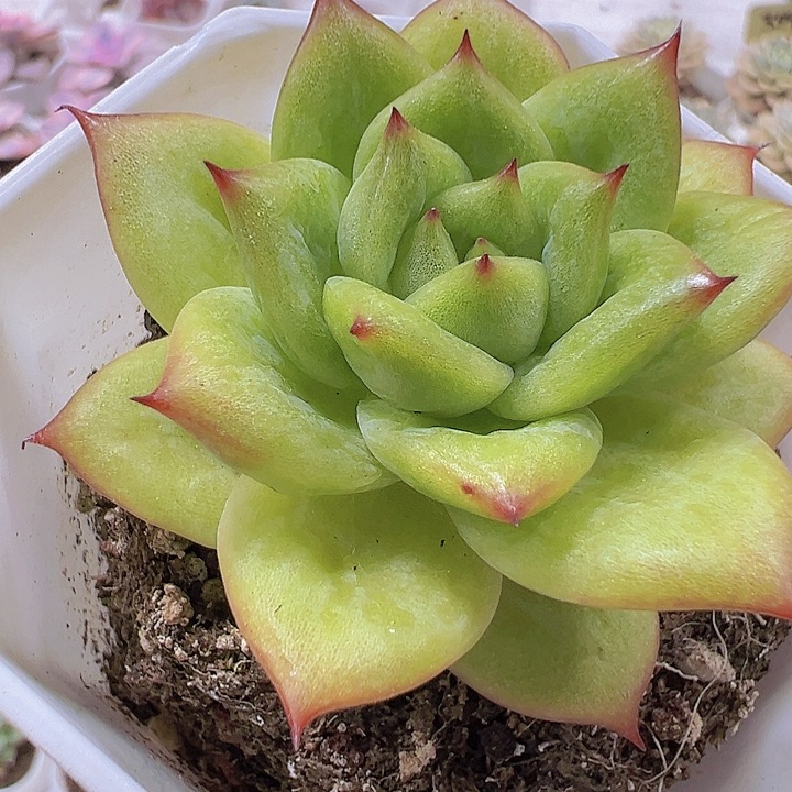 林肯玛利亚19包邮多肉植物