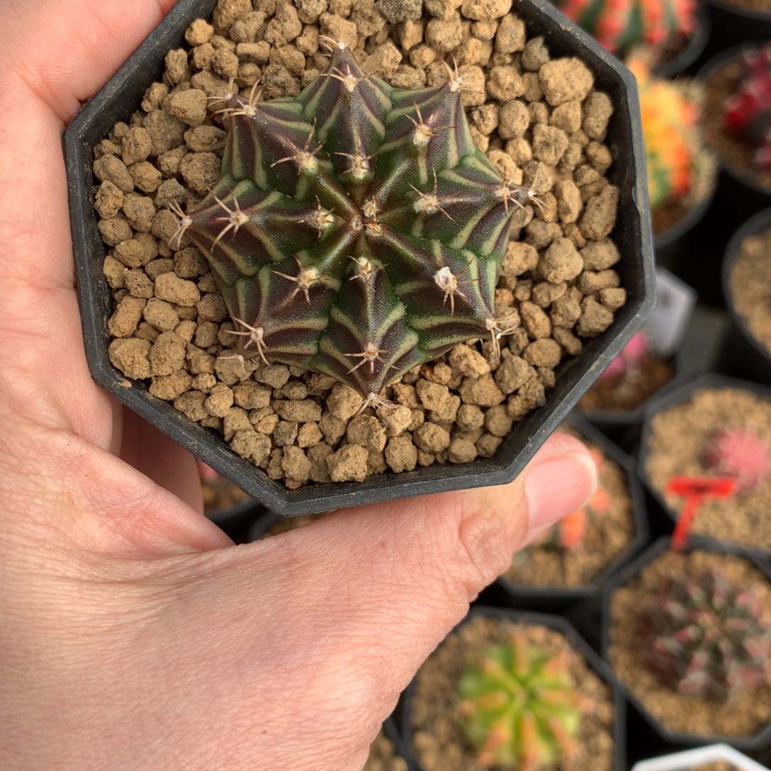 仙人球米哈牡丹锦