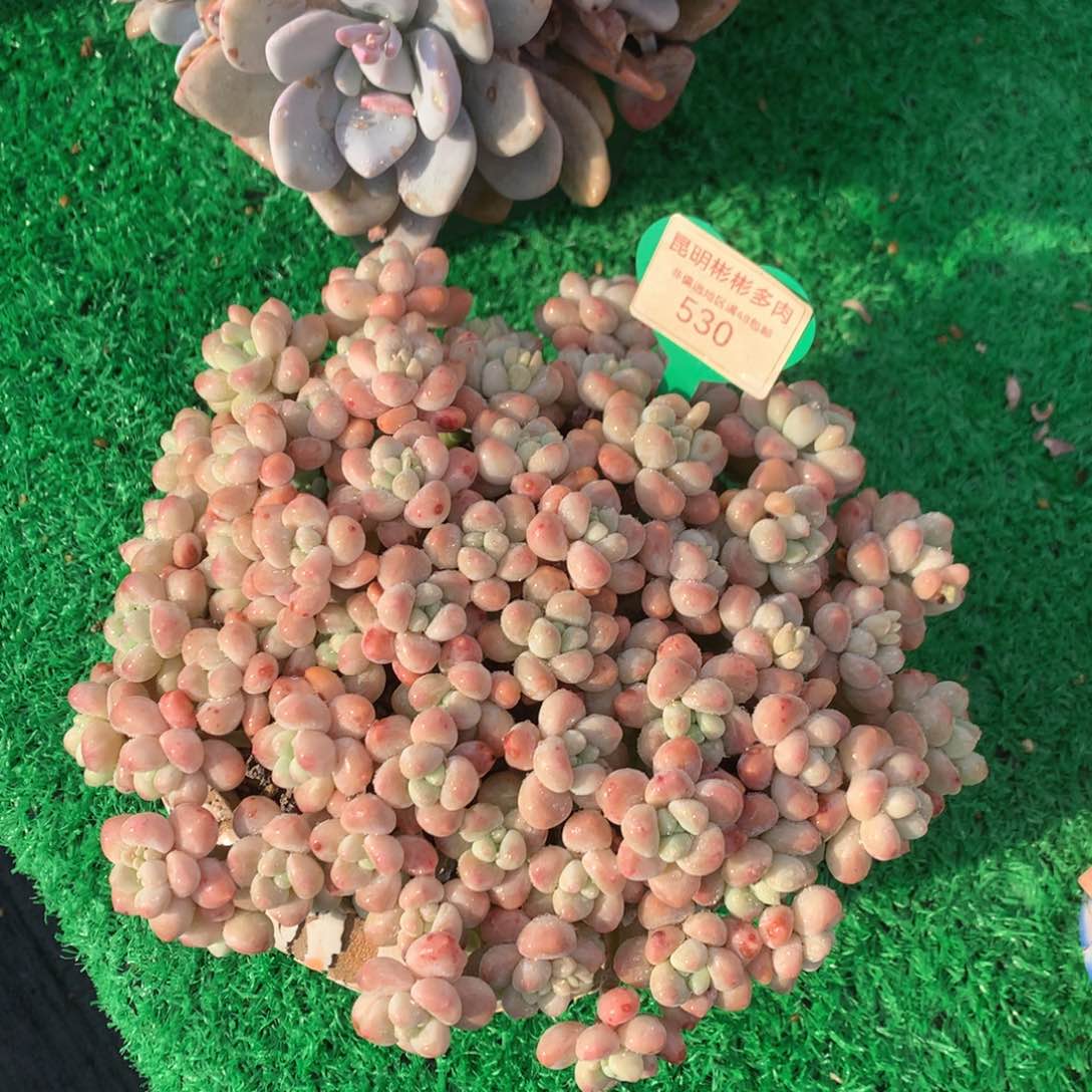 蛋糕奶酪老桩平头530