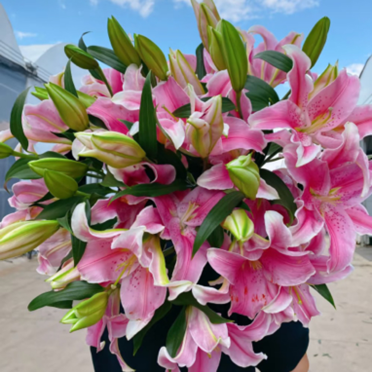 【百合带盆带土栽种好发货】进口种球单瓣阳台地栽百合花种球