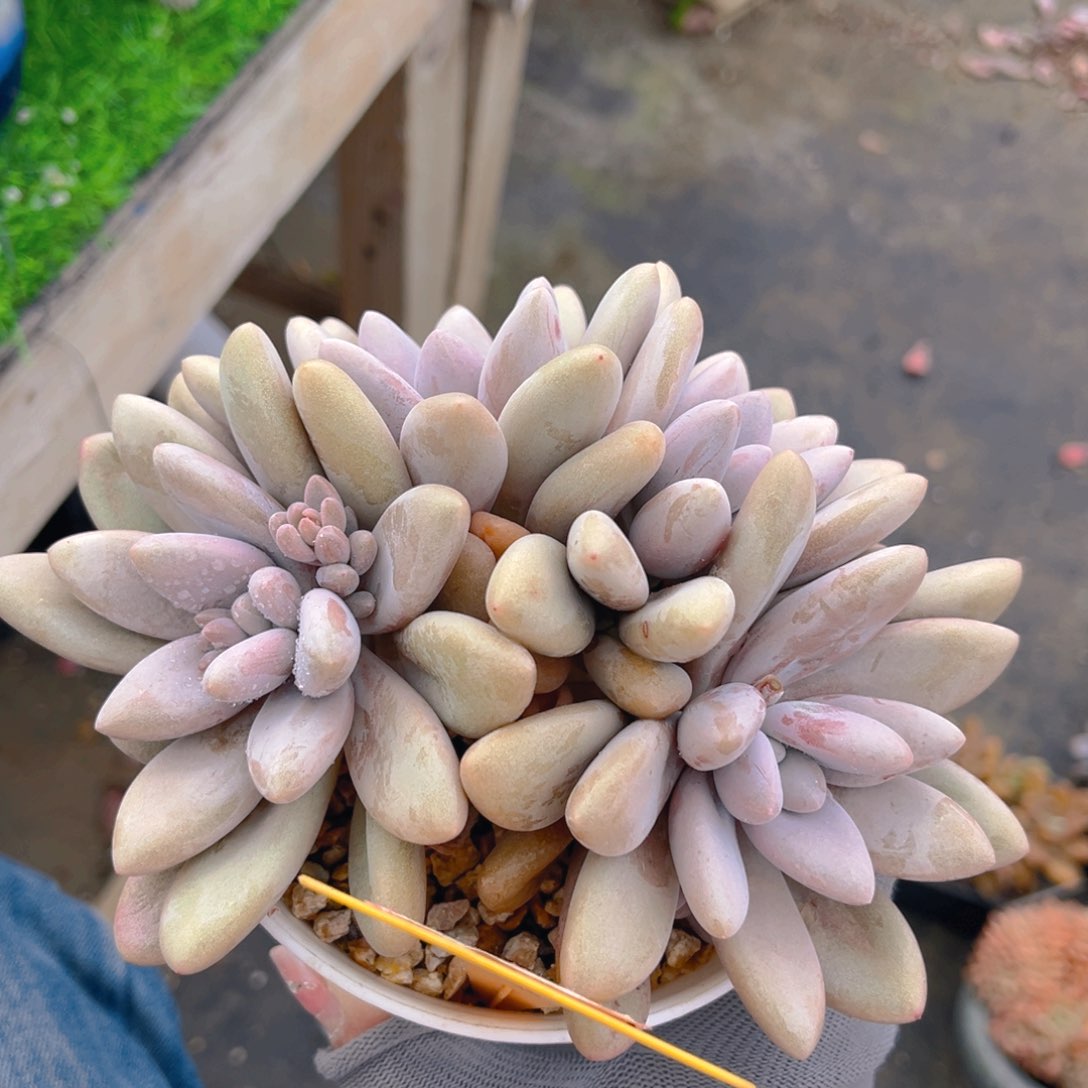 原始虞美人88888888888