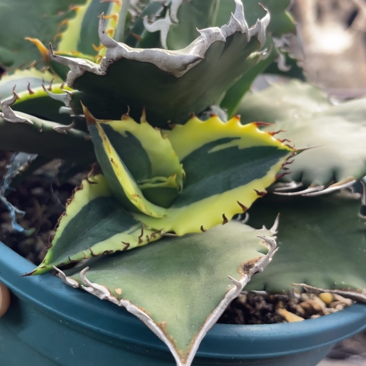 【闪购商品】穆**?狂刺夕映