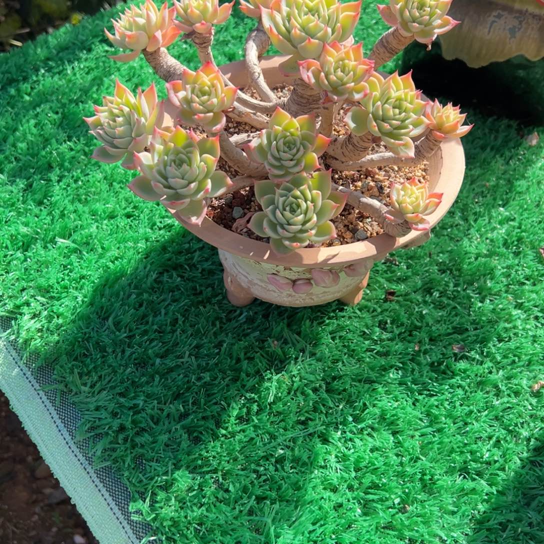 向****三色堇带盆多肉植物不包物流