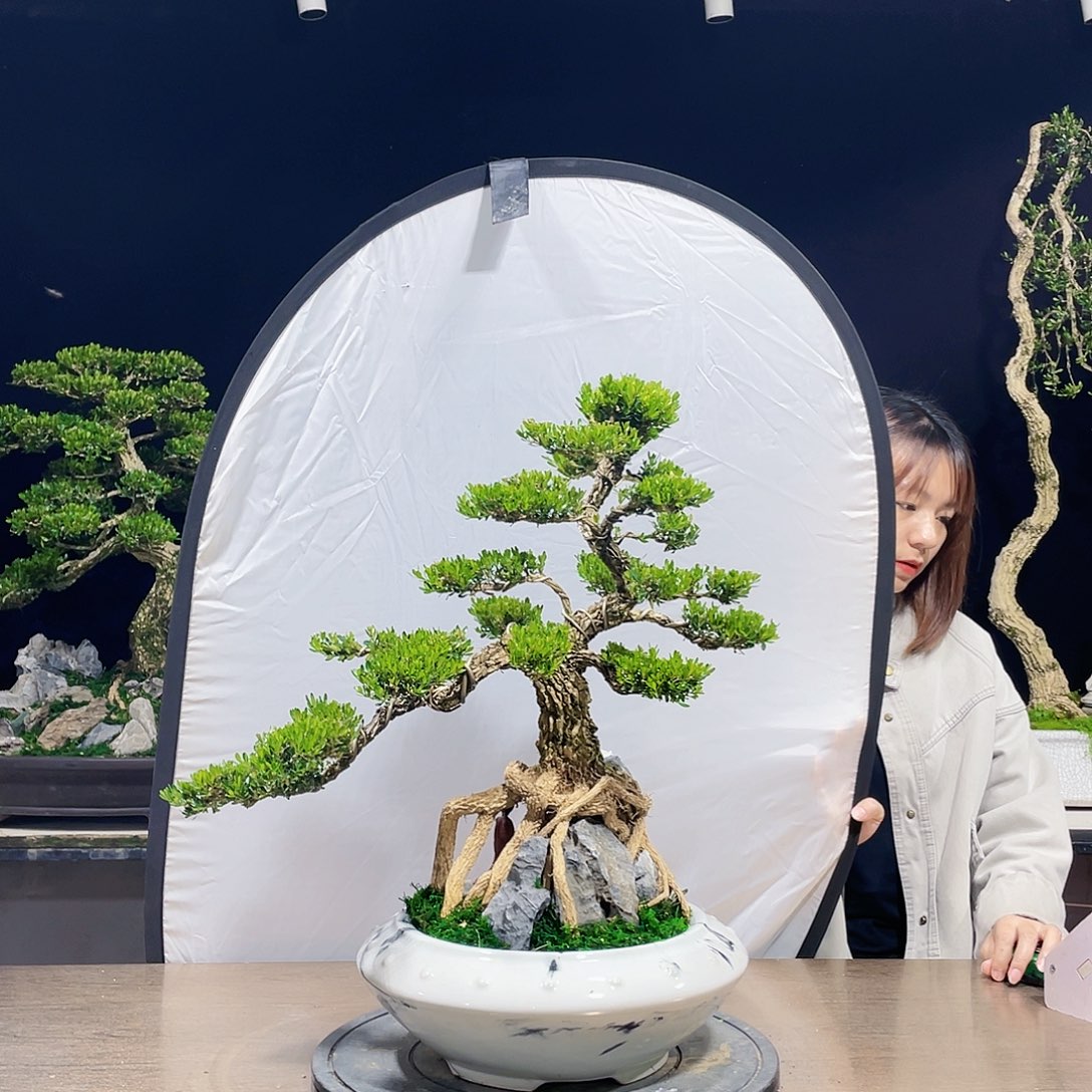 完全开放黄杨盆景四季常青