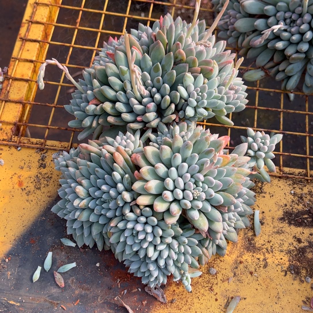 多肉植物奶糖两个