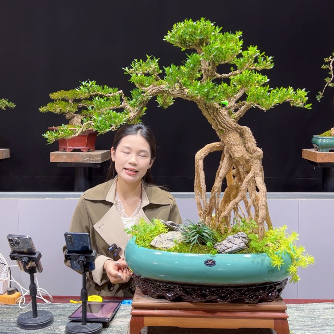 四季常青老桩黄杨盆景