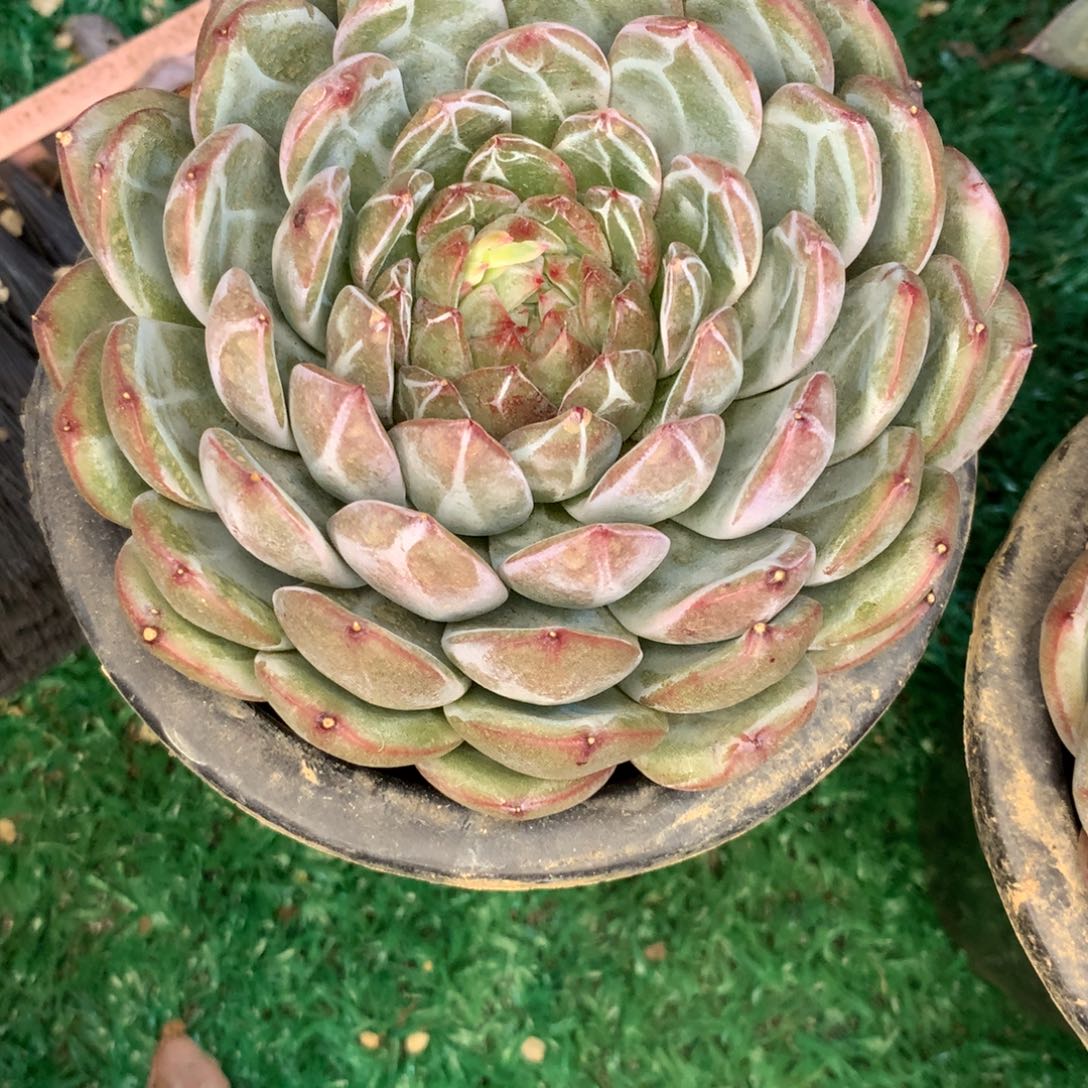 多***肉单头雪花珍妮多肉