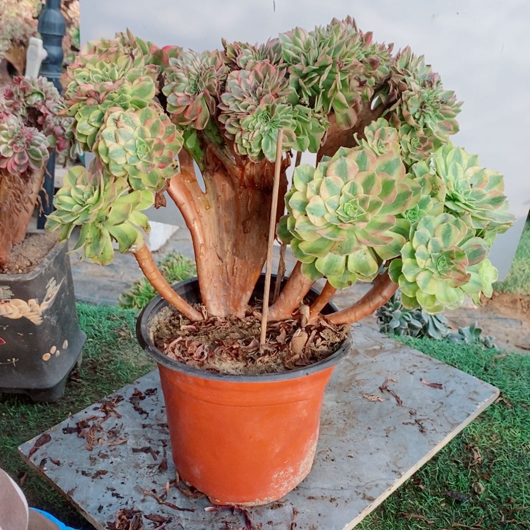 完全开放微瑕514号雨荷缀化1颗