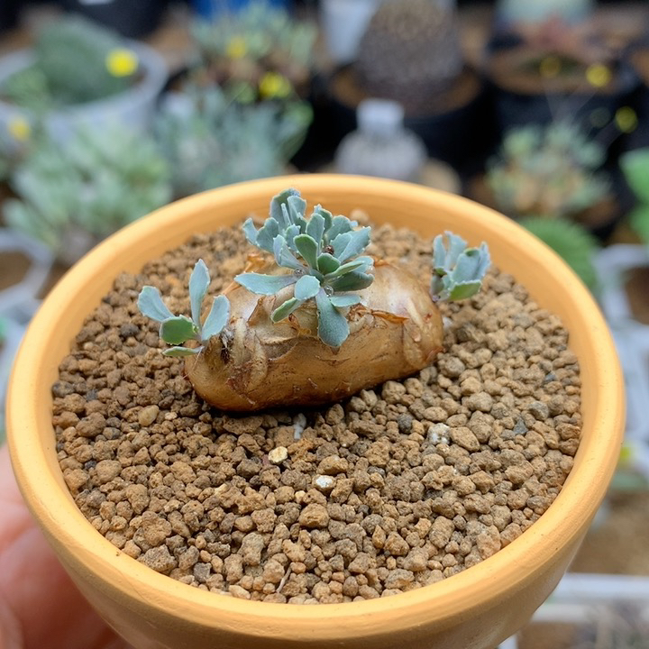 格加厚敦菊母本带盆