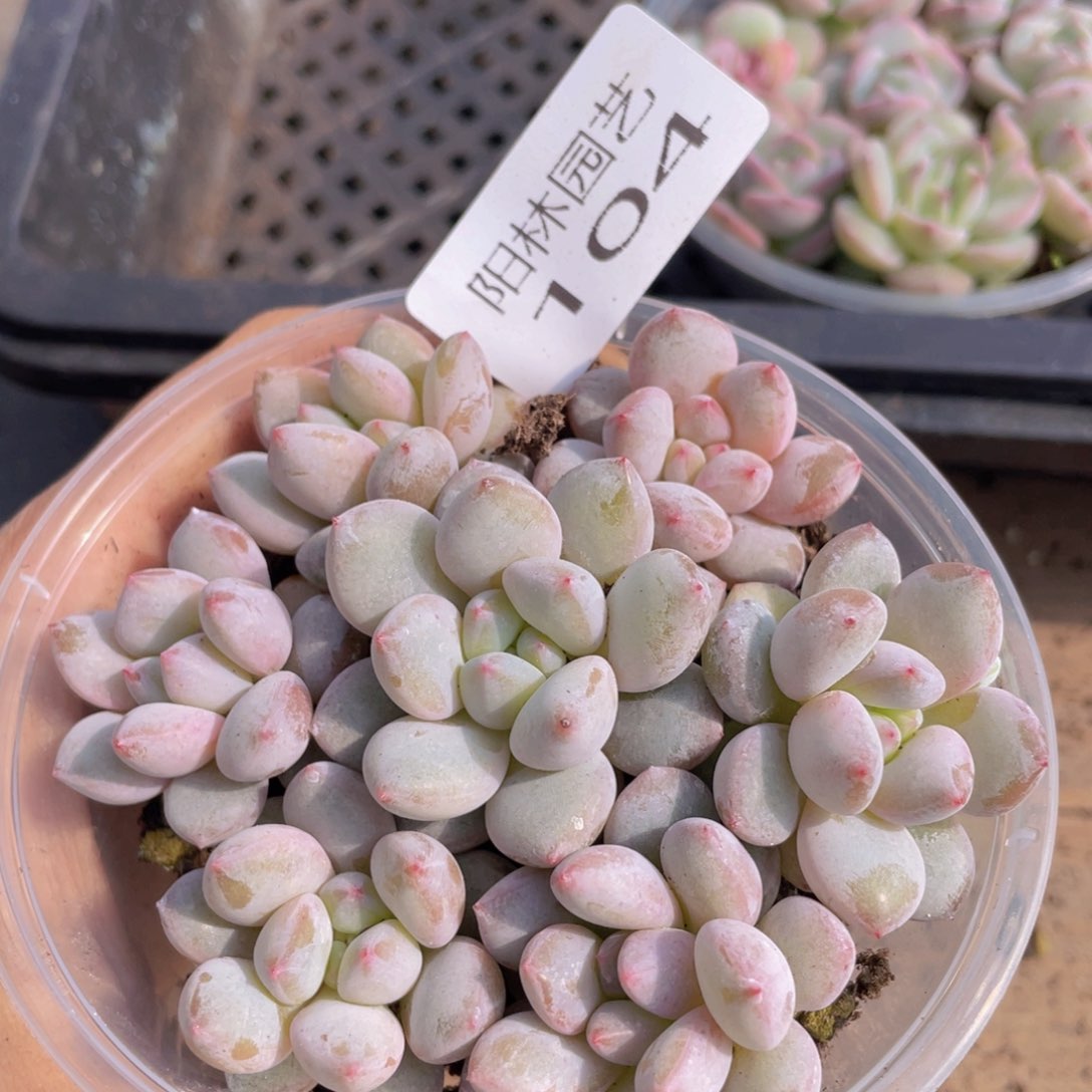 多肉植物多肉植物104