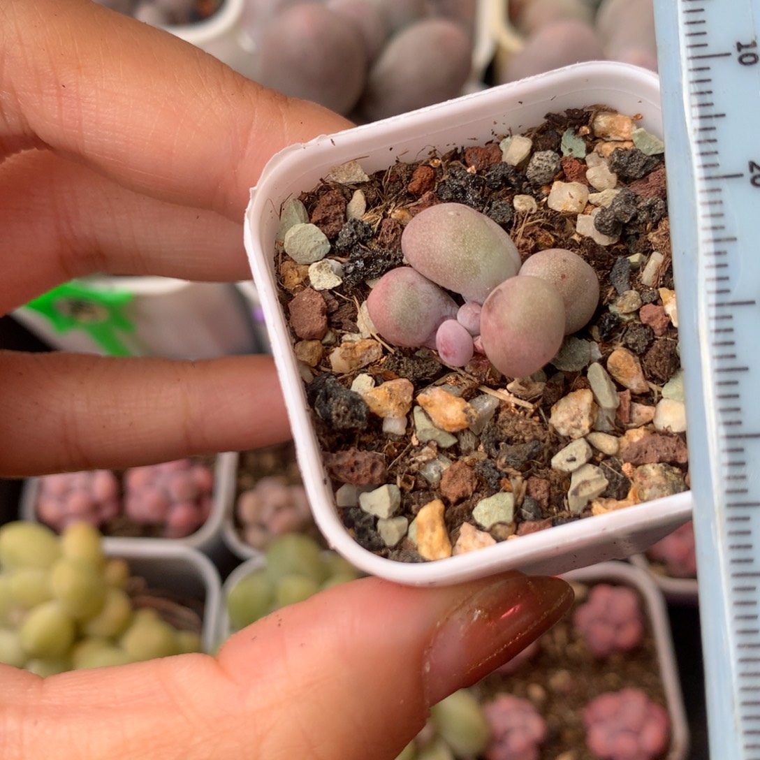 锦纹米可奶 精品韩国奶酪多肉