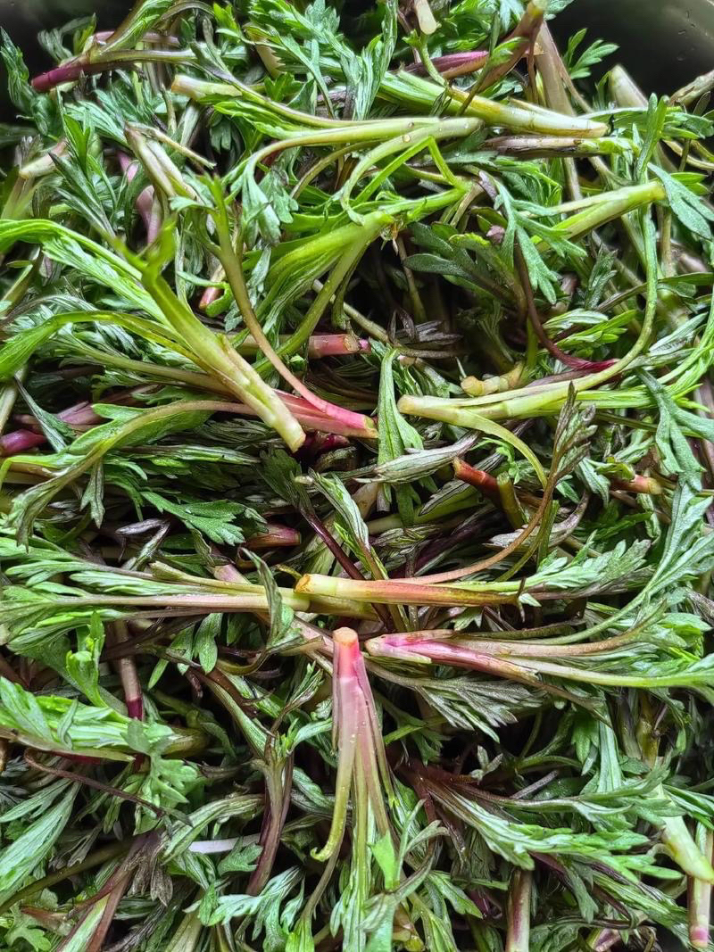 东北产地野生柳蒿芽1斤