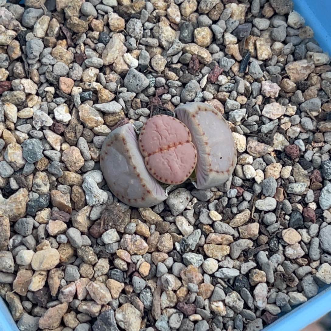 7916净窗粉饼干一颗