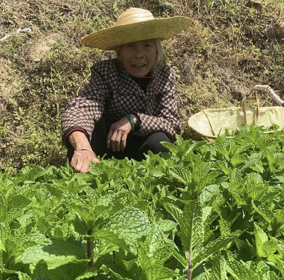 贵州农家薄荷狗肉香鱼香菜