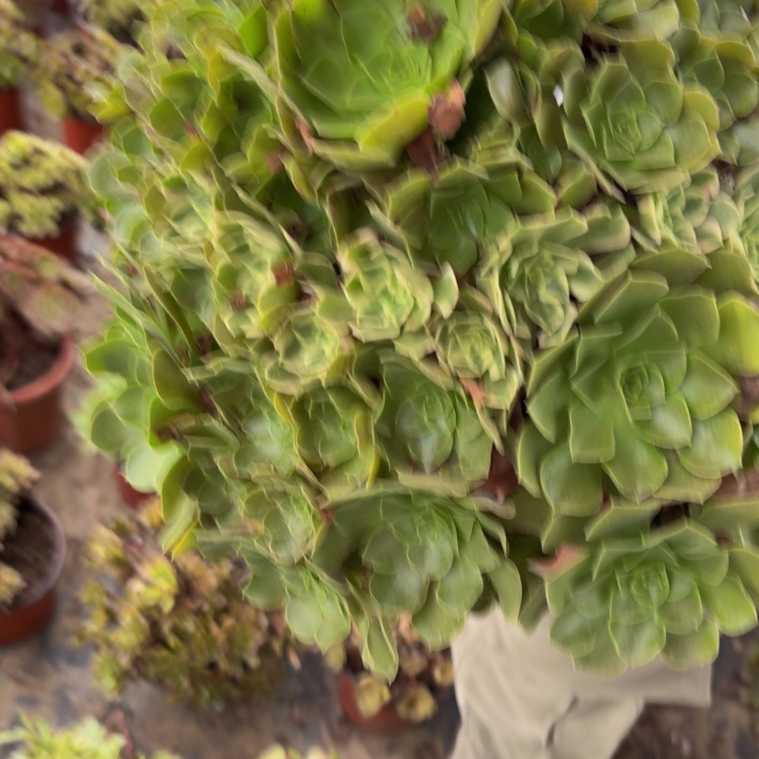 246多肉植物捧花的时候