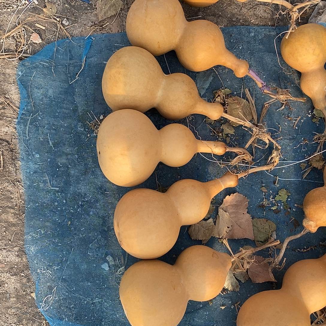 大葫芦不包邮，默认微瑕