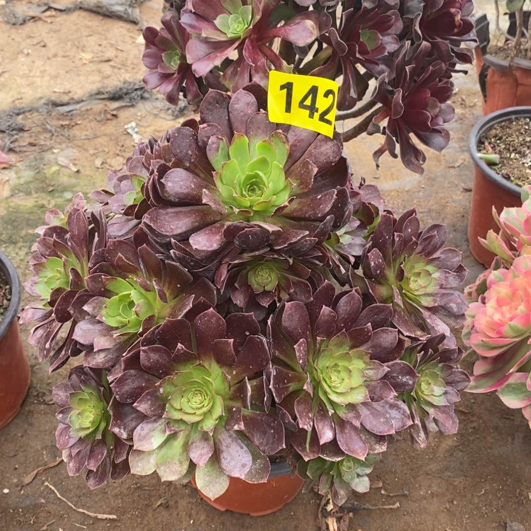 万黑多肉法师142