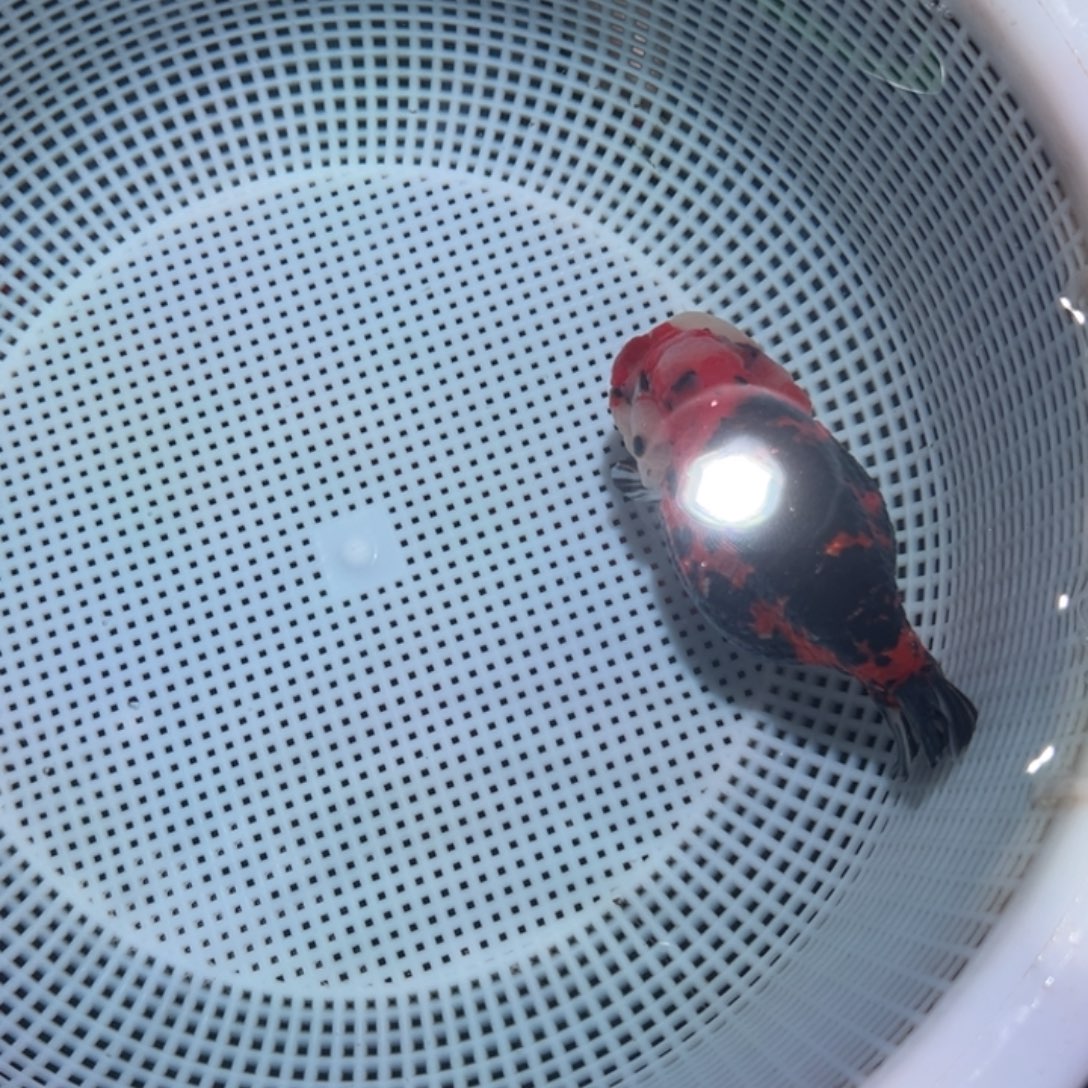 H***s海水鱼潘氏金鱼兰寿金鱼