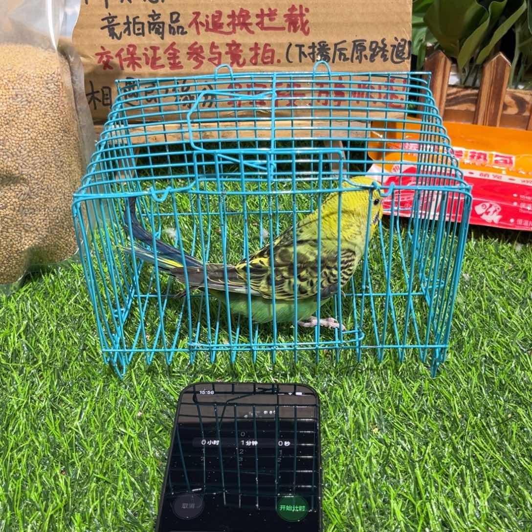 瑞****虎皮鹦鹉虎皮鹦鹉一只，一物一拍不退换竞拍
