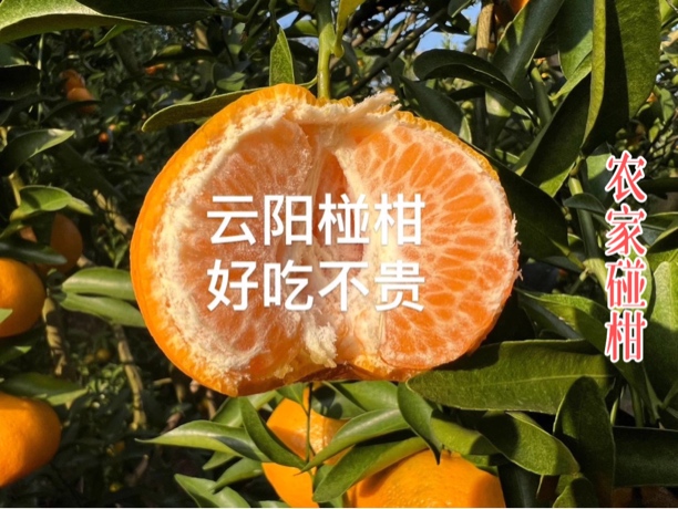 农家椪柑净重8斤70mm以上套网套，易剥皮！）