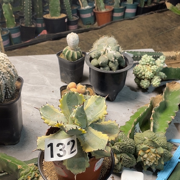 完全开放132龙舌兰锦