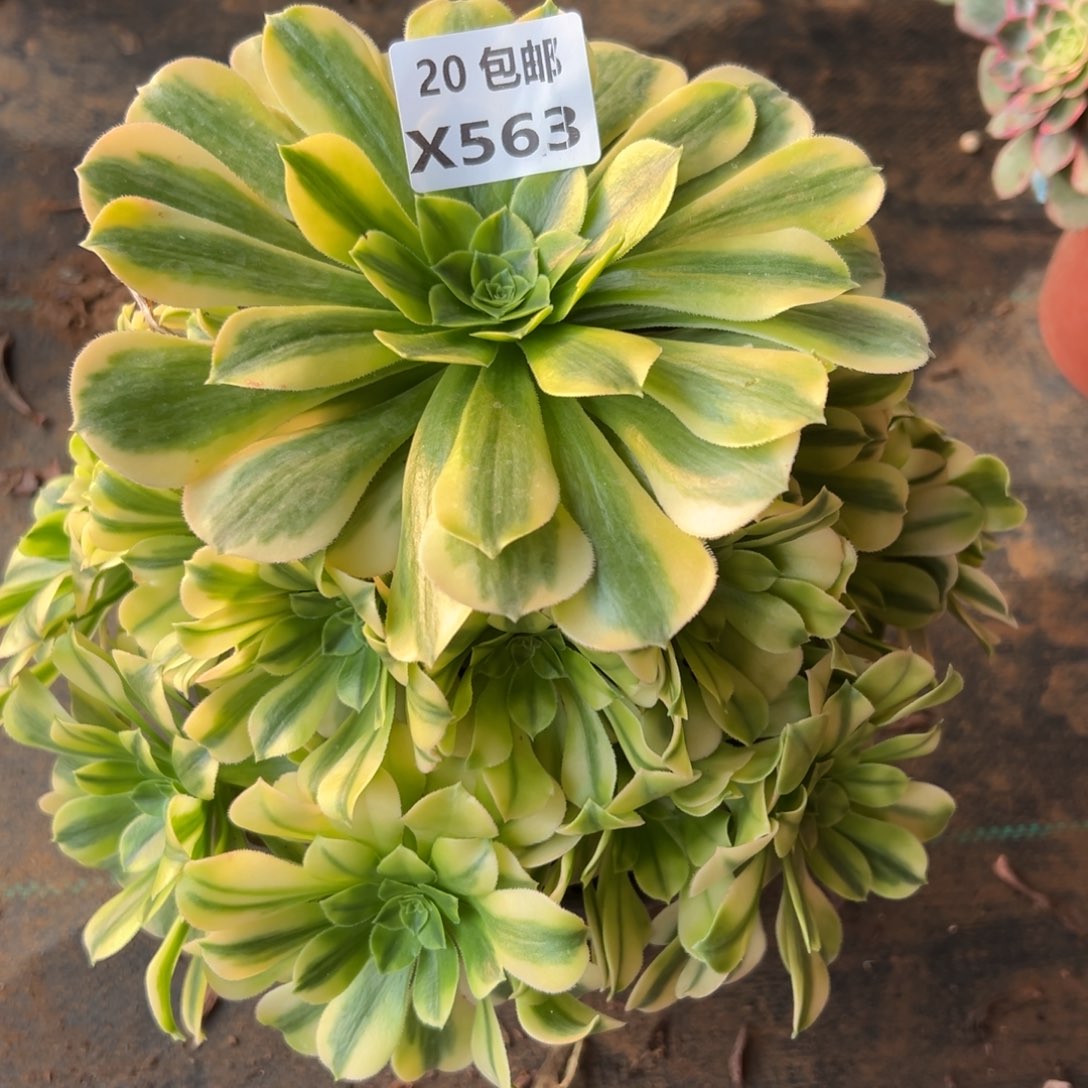 563金丝翡翠，满20包邮