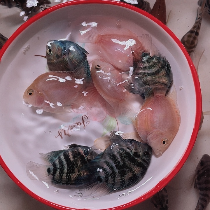 鹦鹉鱼迷你鹦鹉混搭8条