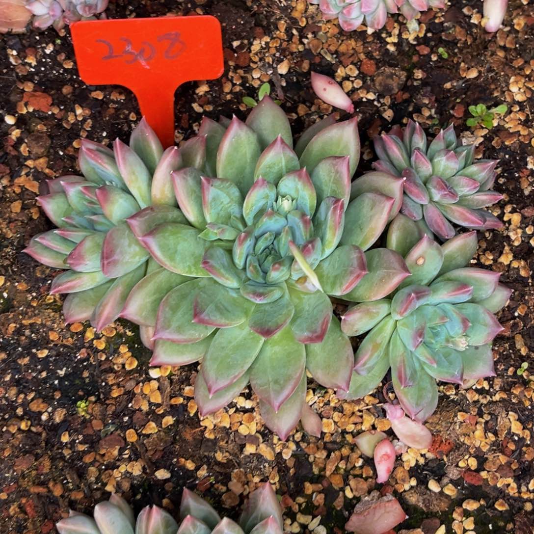 2308号晚上多肉植物群生多肉