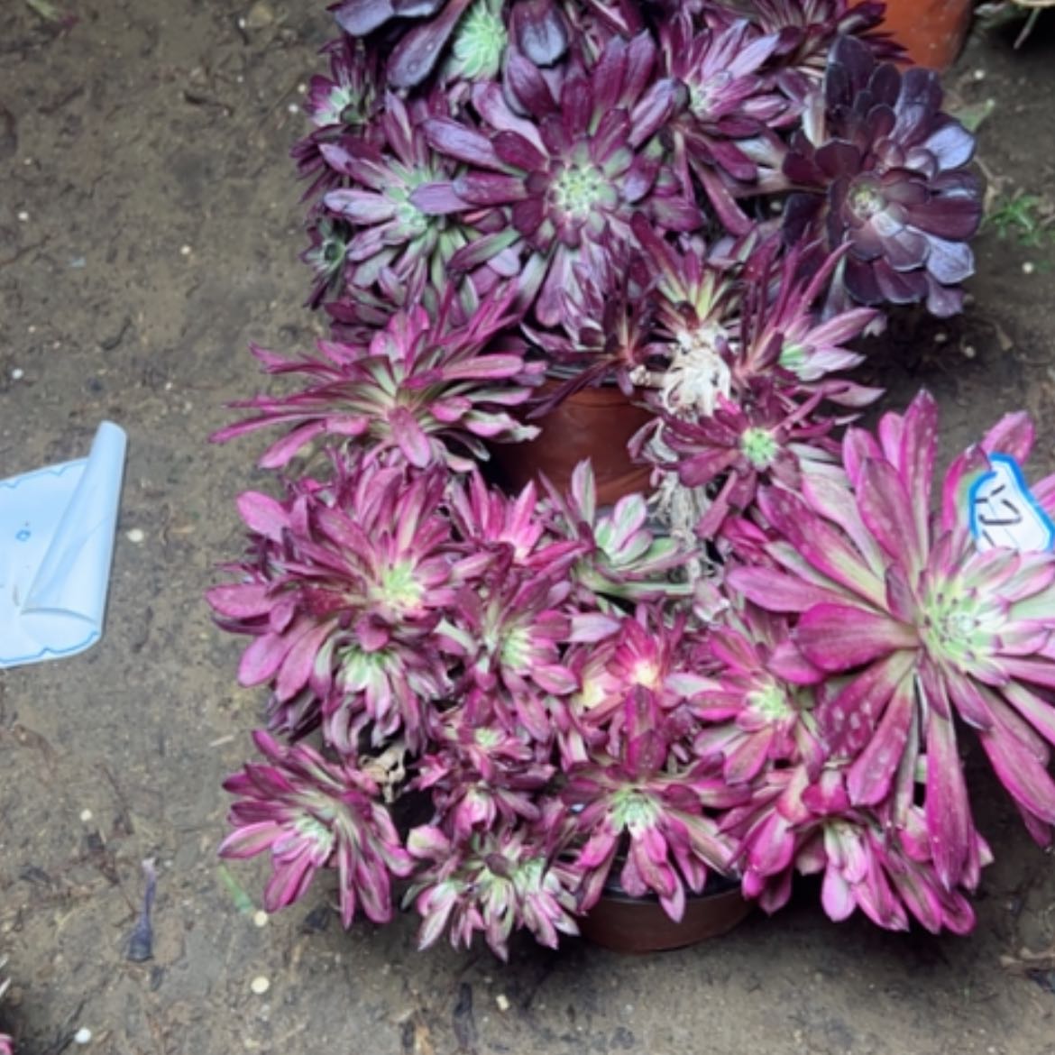 【闪购商品】多肉植物处理不售后47