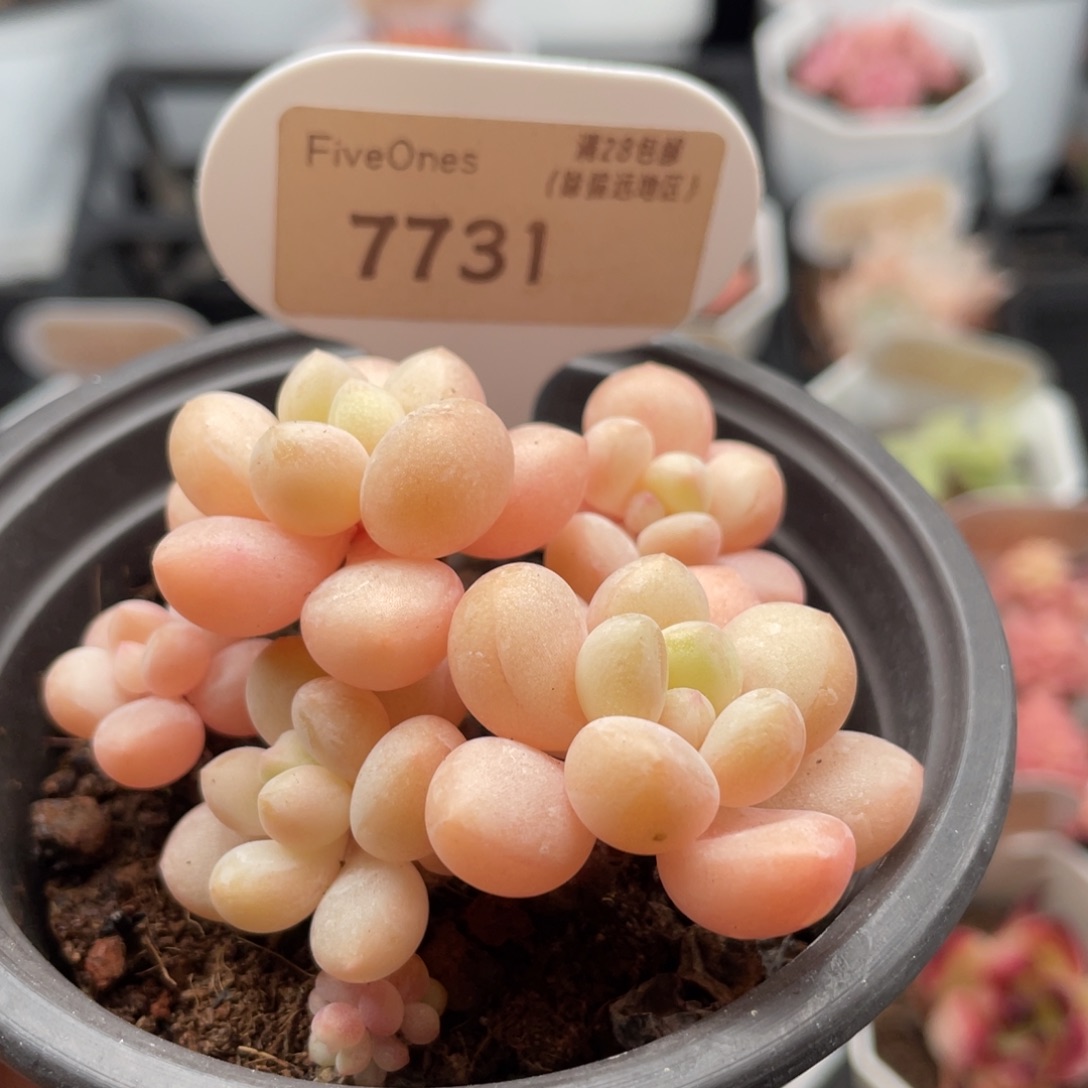 泡泡糖7731-6.5厘米