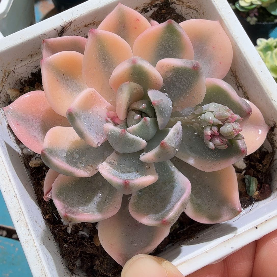 红粉佳人锦，多肉植物