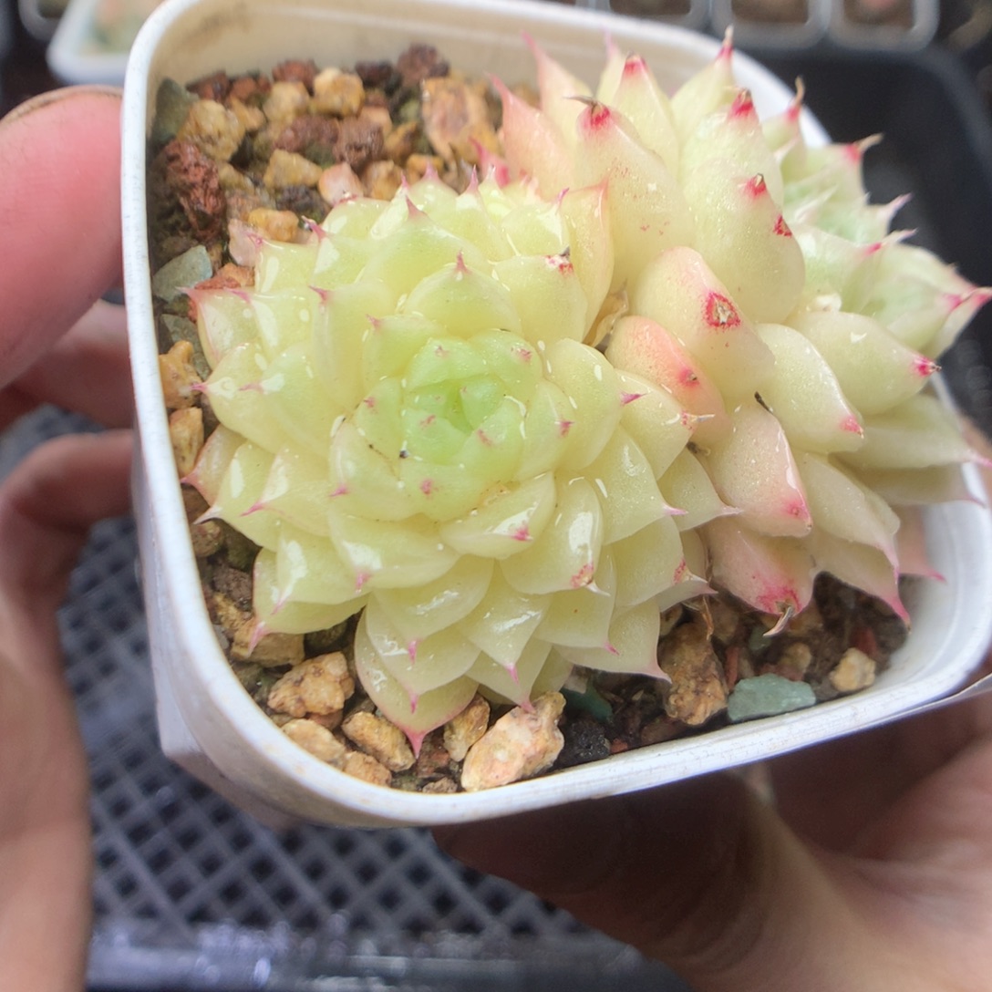 无花朵W79。hyyyyyyy