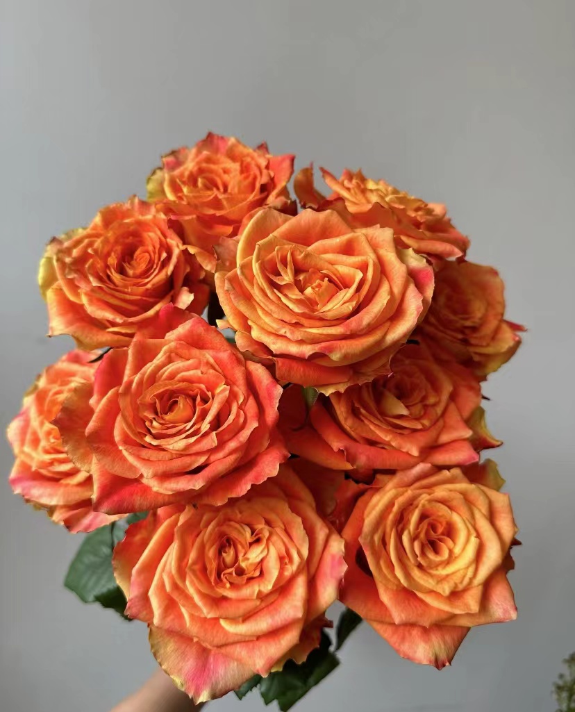 鲜花【欢乐颂】同地址两单顺丰/德邦空运+送10包保鲜剂