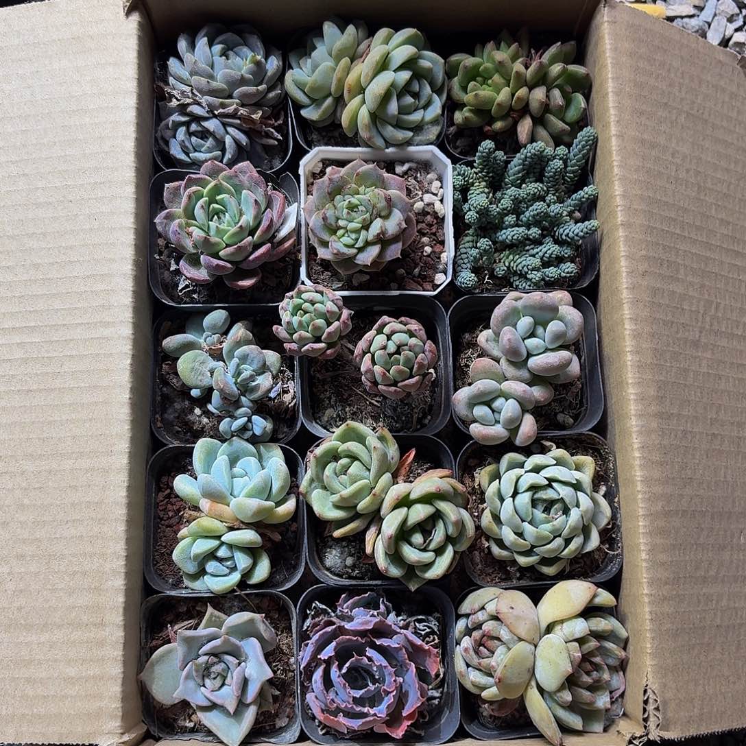 组合一筐多肉植物。你好主播