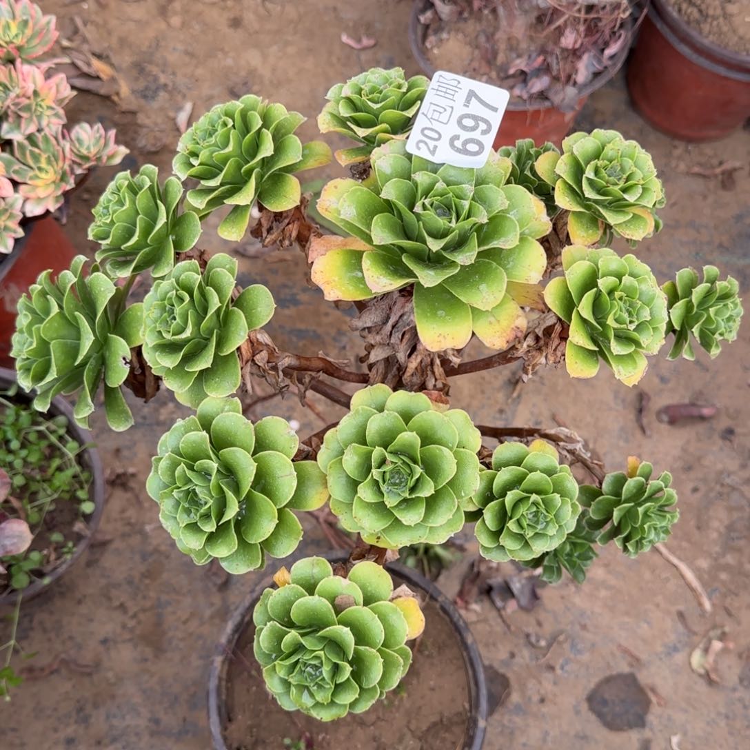 蓝色妖姬697满20包邮断枝不包