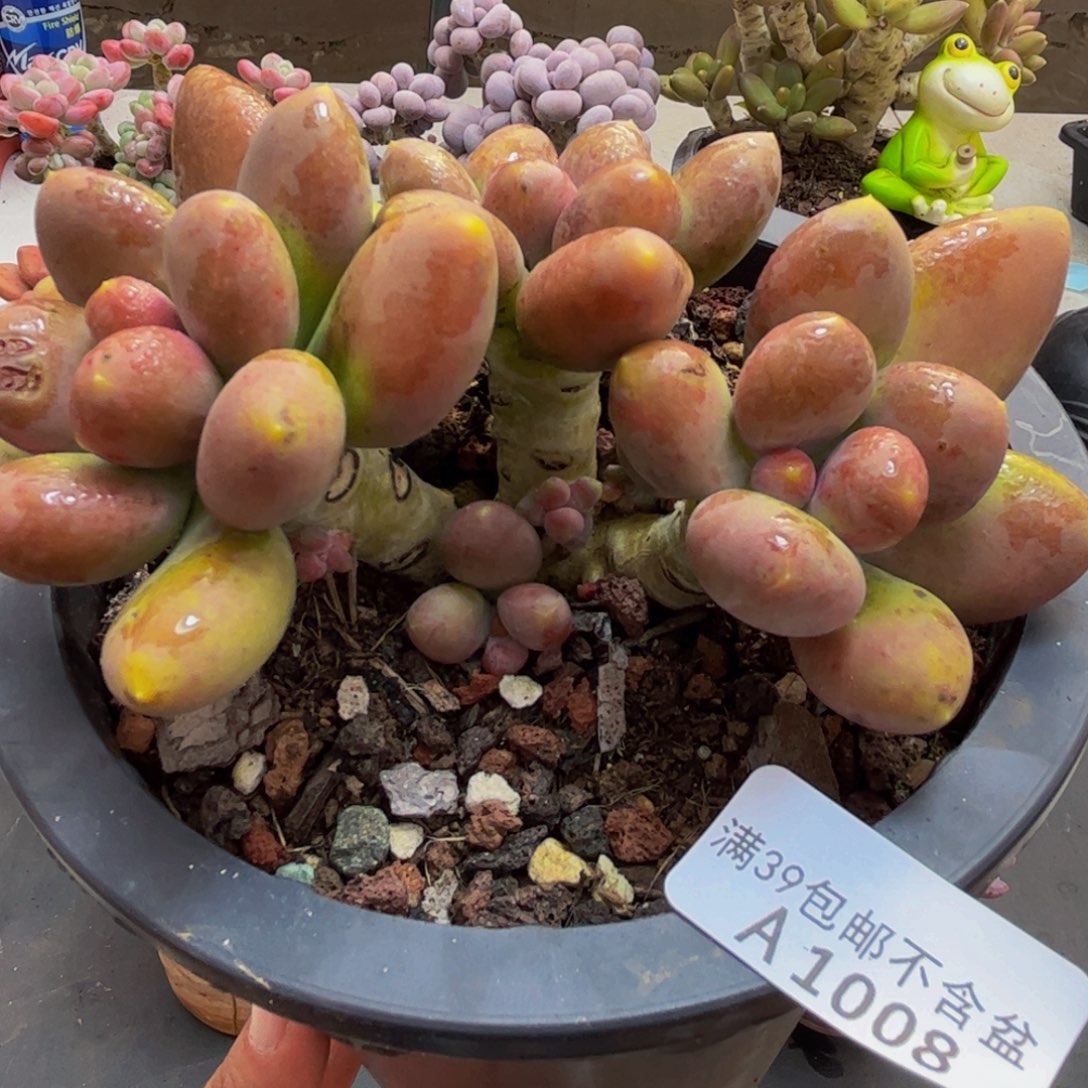 008/10cm芒果奶多肉植物