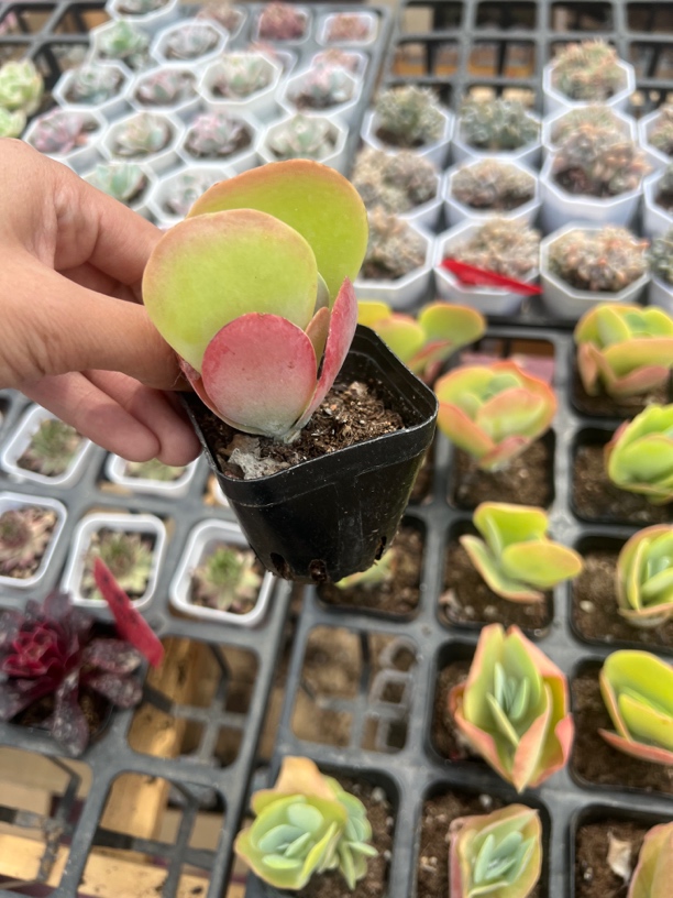 满9.9米包邮唐印多肉植物月亮石