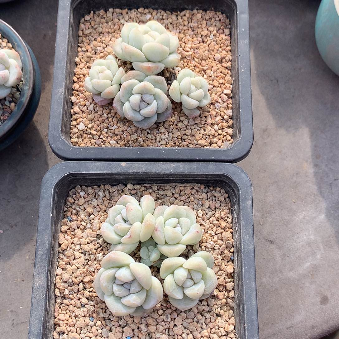 一物一拍，小脸冰玉老庄两颗福利