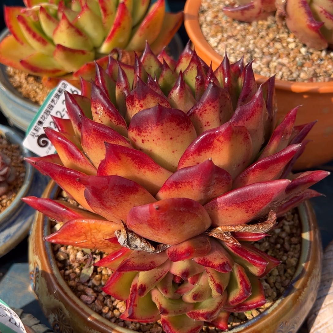 从前慢多肉精选编号0212.226