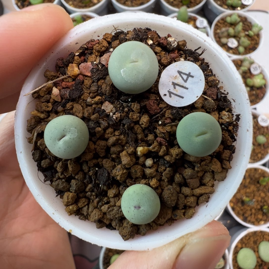 P嘴一颗脱土114000000