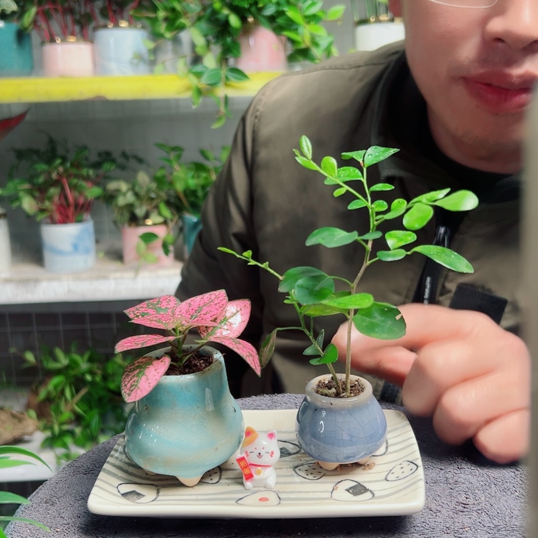 对***说无花朵21                 