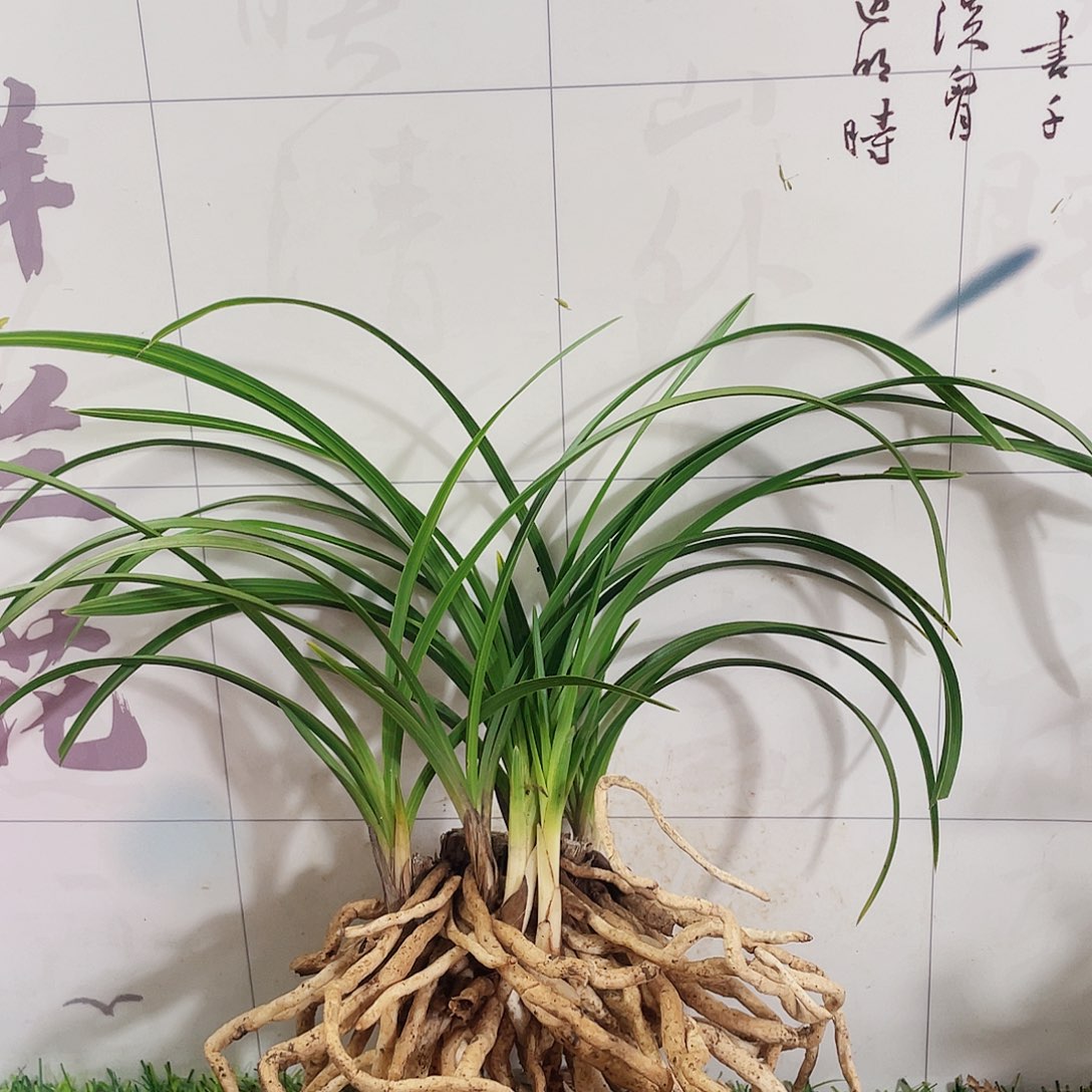 唐***师完全开放兰花兰花